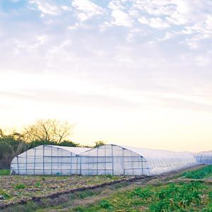 FarmTek GrowSpan Gothic Multi-Bay Greenhouse System Durable , Robust Steel Frame, Ideal For Crop Protection