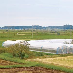 FarmTek GrowSpan Gothic Multi-Bay Greenhouse System Durable , Robust Steel Frame, Ideal For Crop Protection