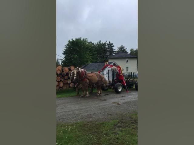 Woody Equipment 10′ Forestry Trailer Model 10-78 HV with Gooseneck Log Loader Model 130-HD / HDT | Pull Type |For Tractors